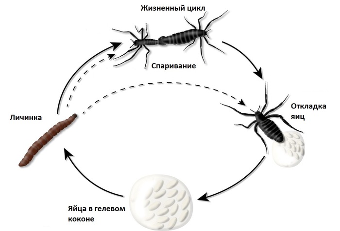  . Belgica antarctica