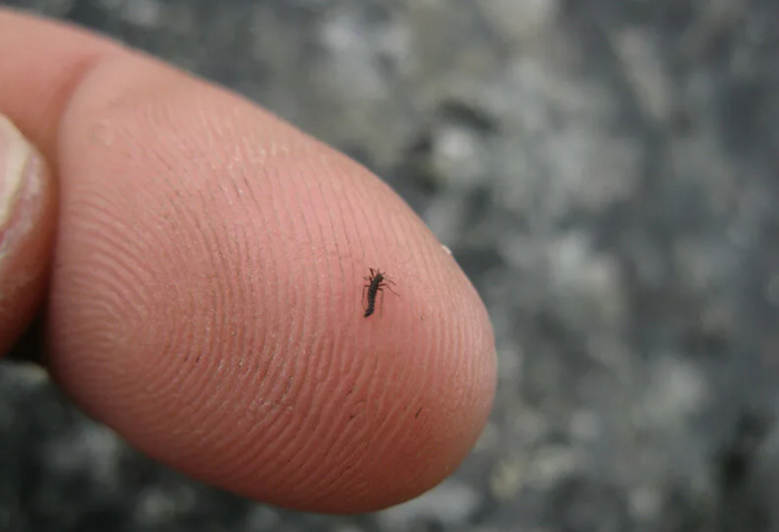  . Belgica antarctica