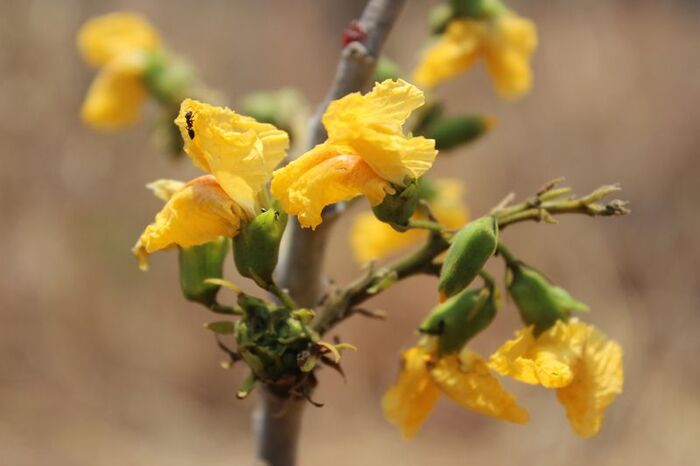   .    <!--noindex--><a href="https://pikabu.ru/story/rasteniya_na_khyellouin_krovavoe_derevo_11972290?u=http%3A%2F%2Fwellsforzoe.org&t=wellsforzoe.org&h=254933392a0a3c647da5ede555aec5b3b0c7defe" title="http://wellsforzoe.org" target="_blank" rel="nofollow noopener">wellsforzoe.org</a><!--/noindex-->.