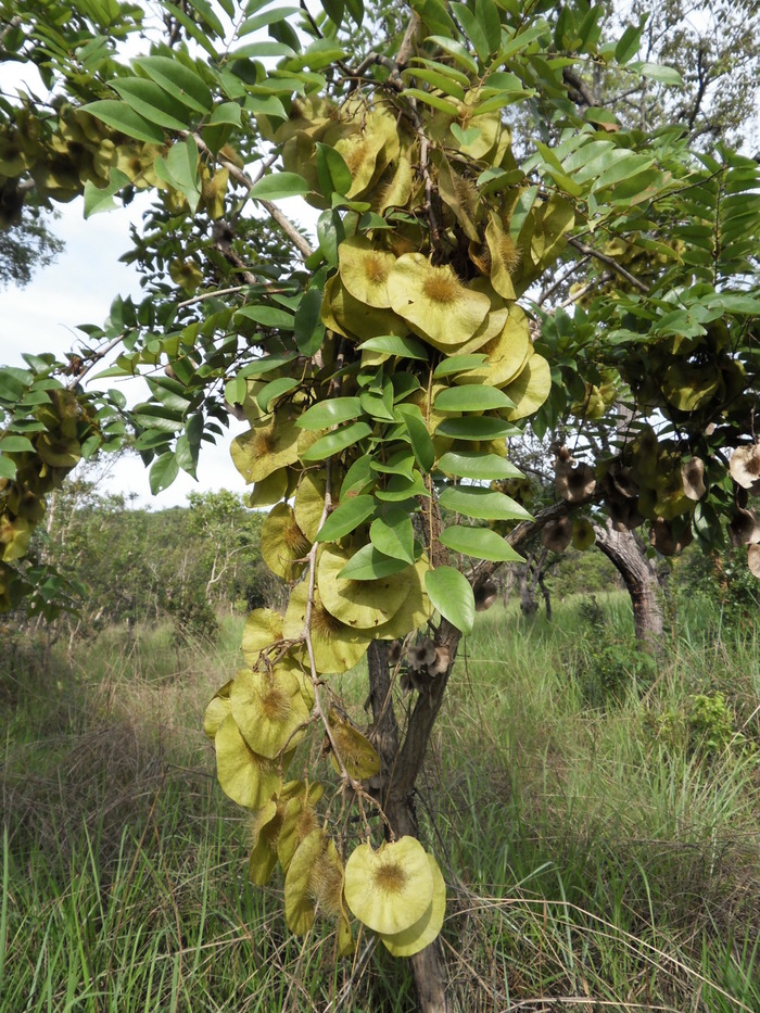   .    <!--noindex--><a href="https://pikabu.ru/story/rasteniya_na_khyellouin_krovavoe_derevo_11972290?u=http%3A%2F%2Fwellsforzoe.org&t=wellsforzoe.org&h=254933392a0a3c647da5ede555aec5b3b0c7defe" title="http://wellsforzoe.org" target="_blank" rel="nofollow noopener">wellsforzoe.org</a><!--/noindex-->.