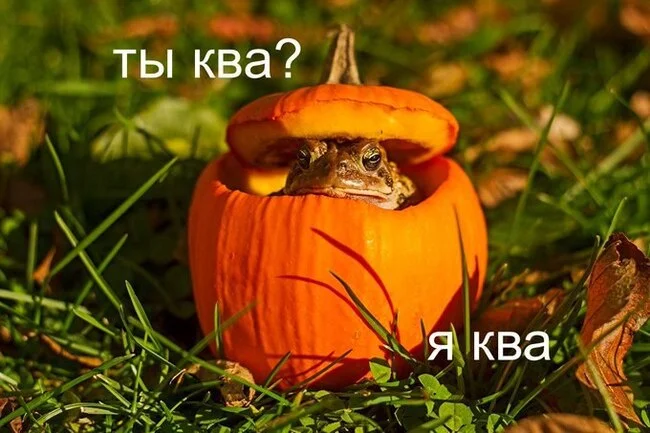 Бу! Испугался? - Лягушки, It Is Wednesday My Dudes, Среда, Жаба, Картинка с текстом