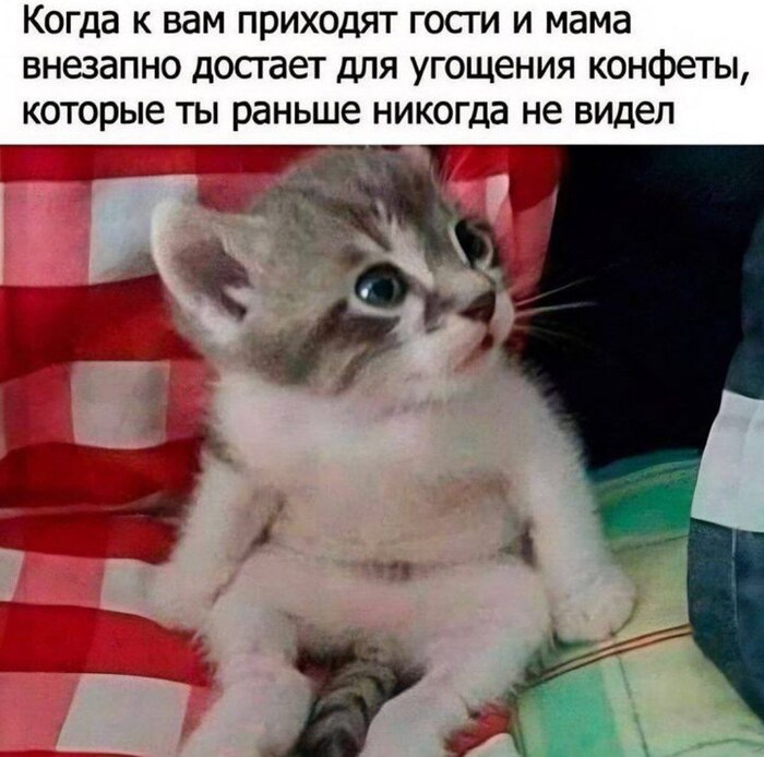 ?  ? ,   , , ,  , , , Telegram (), , 