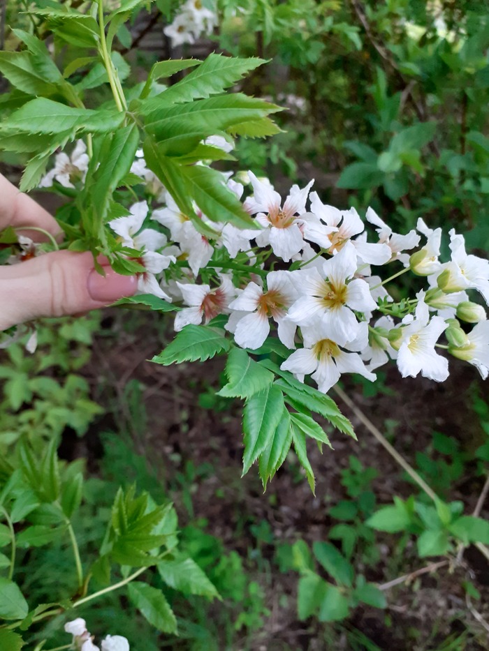 �������� �������� �������