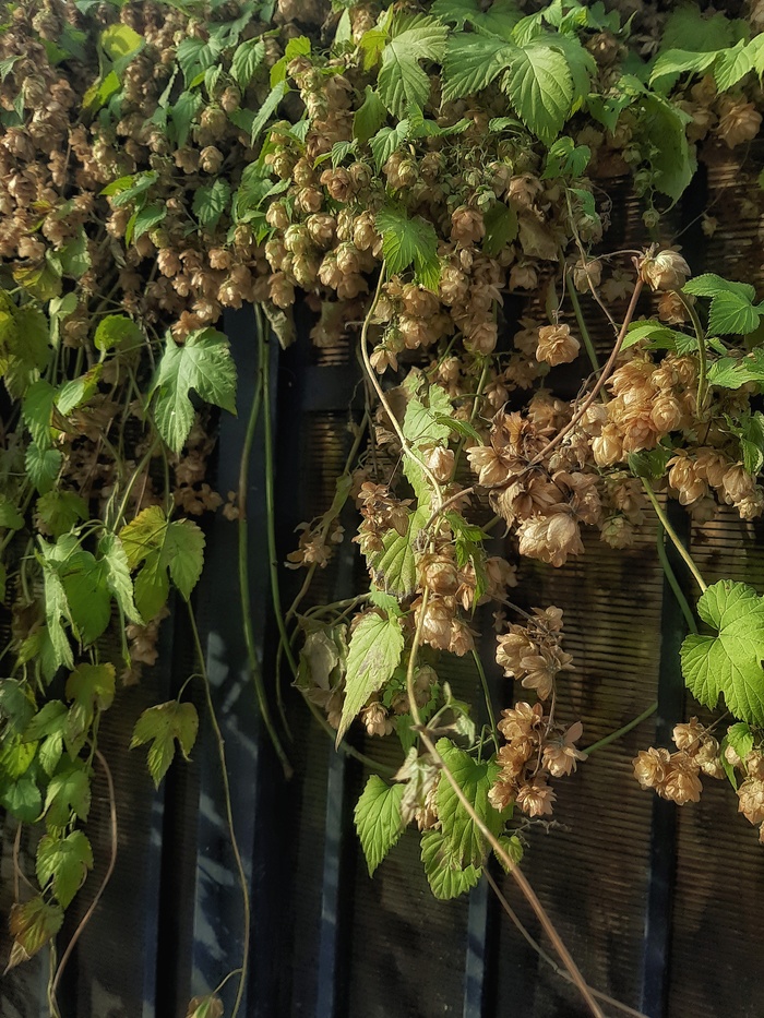 Не тыква, но все же...