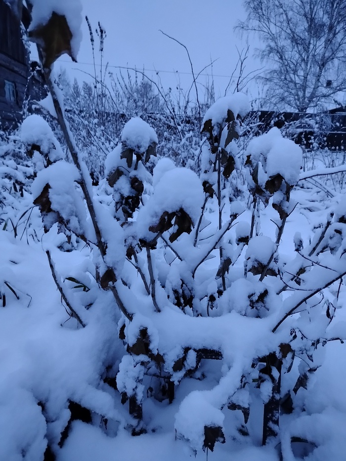 Цветы под снегом