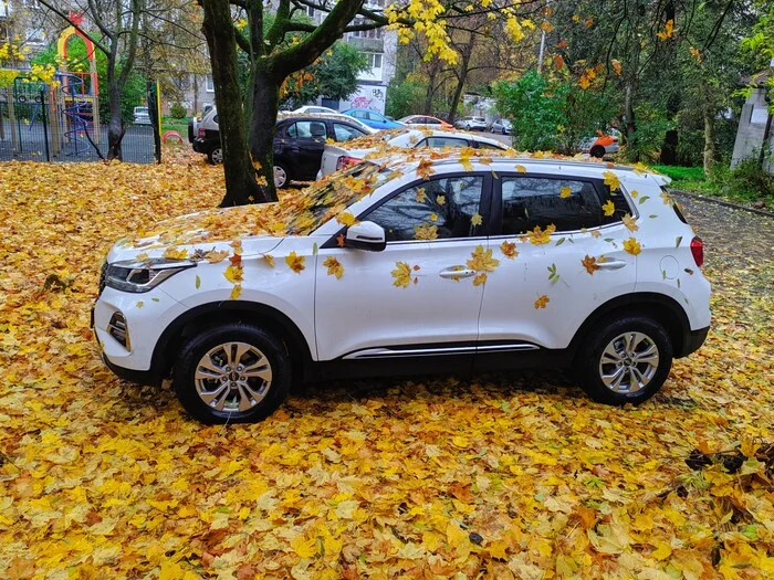 Autumn camouflage - My, Mobile photography, Street photography, City walk, Kaliningrad, Autumn