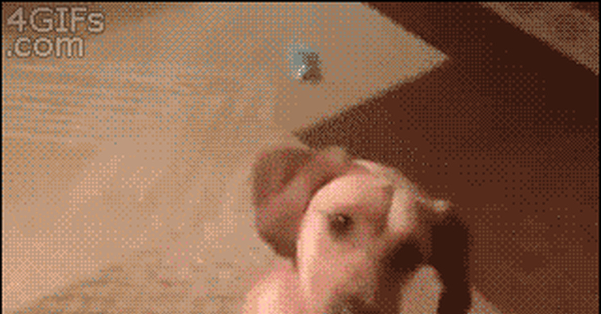 Dog gifs - GIF, Assorted, Dog, Longpost