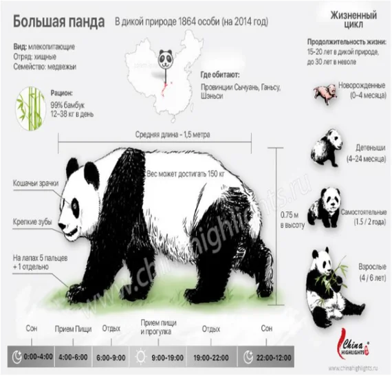 Interesting facts about Panda - China, Panda, Longpost