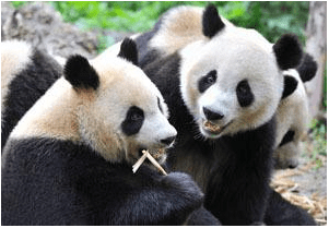 Interesting facts about Panda - China, Panda, Longpost