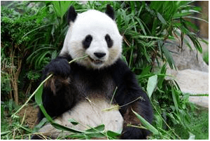 Interesting facts about Panda - China, Panda, Longpost