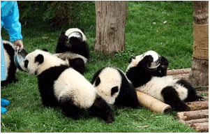 Interesting facts about Panda - China, Panda, Longpost