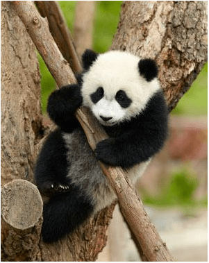 Interesting facts about Panda - China, Panda, Longpost