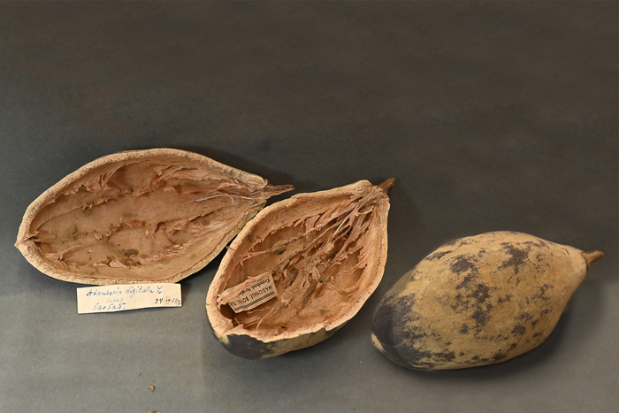 Сухие плоды баобаба без семян. Из коллекции экономической ботаники Ботанического музея БИН РАН.