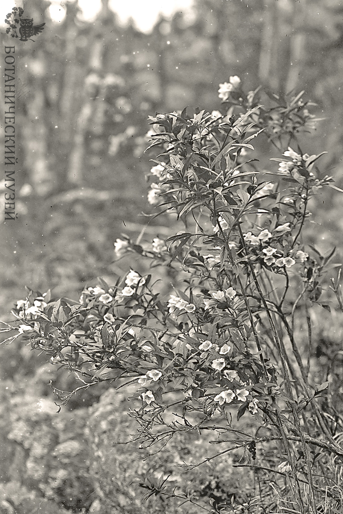 Вейгела приятная (Diervilla suavis Kom.) – растение, найденное И.В. Кузнецовым и описанное В.Л. Комаровым. Болонь-Оджальская экспедиция Переселенческого управления, 1910 г. Фото И.В. Кузнецова. Фотоархив Ботанического музея БИН РАН.