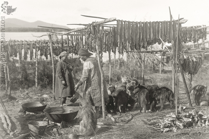 Болонь-Оджальская экспедиция Переселенческого управления, 1910 г. Хабаровский край, левобережье Амура. Фото И.В. Кузнецова. Коллекция негативов и фотографий Ботанического музея БИН РАН.
