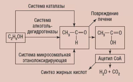 Как организм справляется с бухлом? - Моё, Алкоголь, Вредные привычки, Алкоголизм, Алкоголики, Зависимость