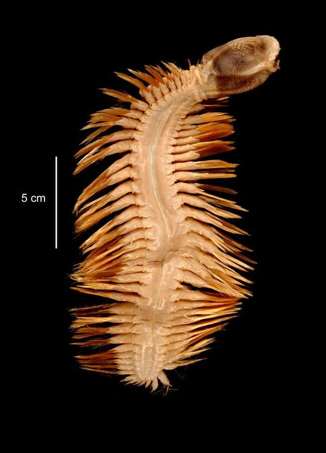 Antarctic Polychaete. Gold and Jaws - My, Nature, Aliens, Antarctica, Worm, Polychaeta, Bristle, To fall, Jaws, wildlife, Planet Earth, Ocean, Longpost