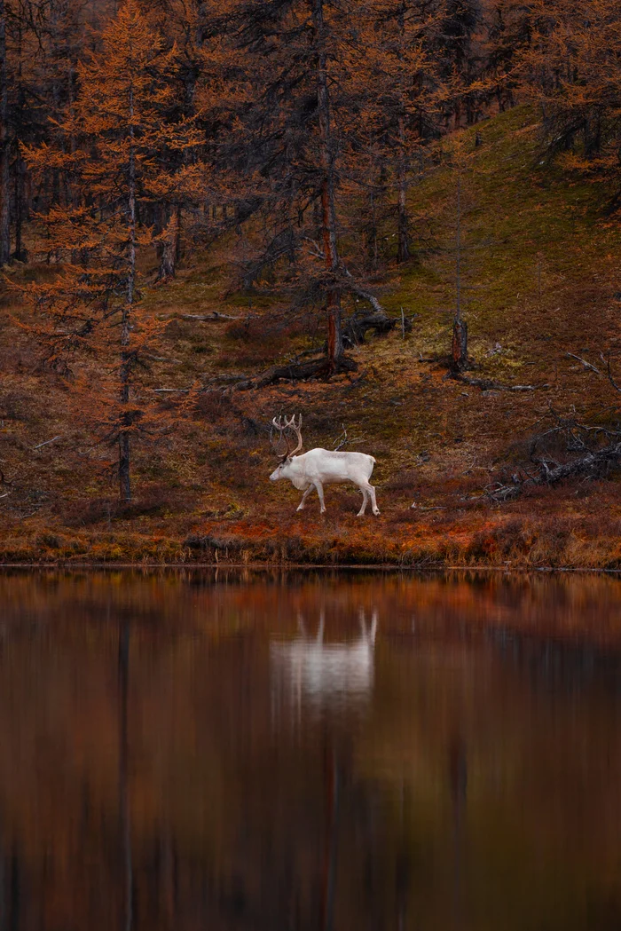 White deer - My, Travels, Travel across Russia, Nature, The nature of Russia, Дальний Восток, Yakutia, Wild animals, Animals, Deer, Autumn