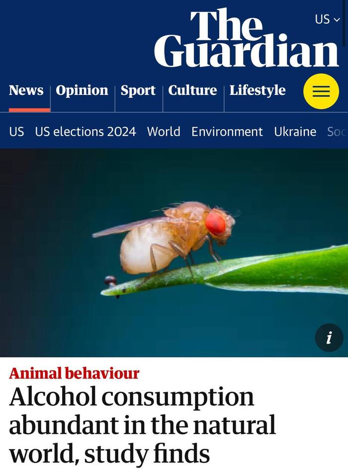 Все мы любим выпить...