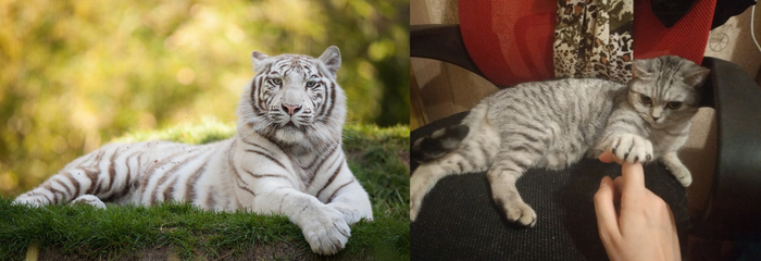 ����� �������