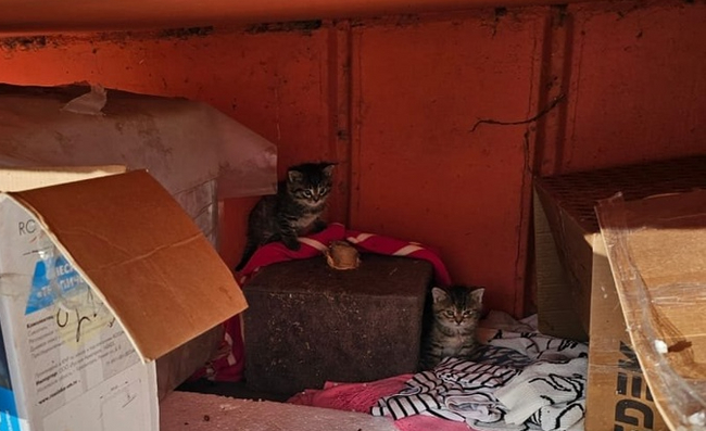 A cat with kittens urgently needs a warm home - No rating, The strength of the Peekaboo, Animal Rescue, Homeless animals, Kittens, cat, In good hands, Obninsk, Kaluga region, Moscow, Moscow region, Russia, VKontakte (link)