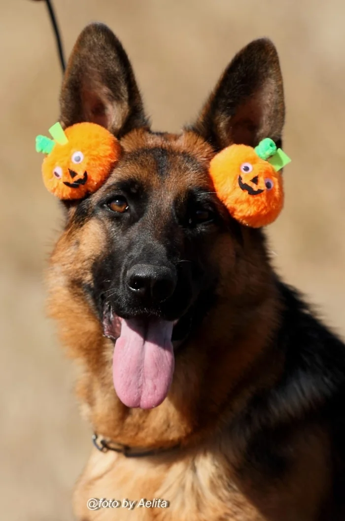 Urgent positive to all! My smile before the exhibition in Nevinka - My, Dog, German Shepherd, Halloween