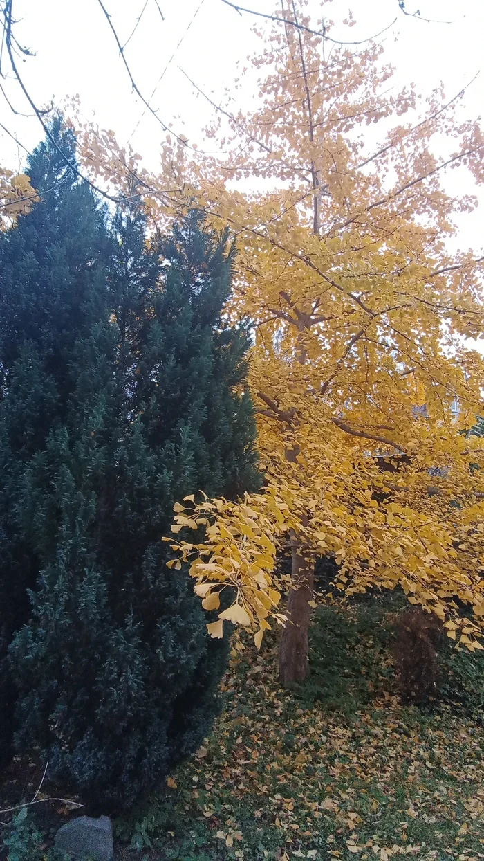 Ginkgo turns golden - My, Kaliningrad, The photo, Garden