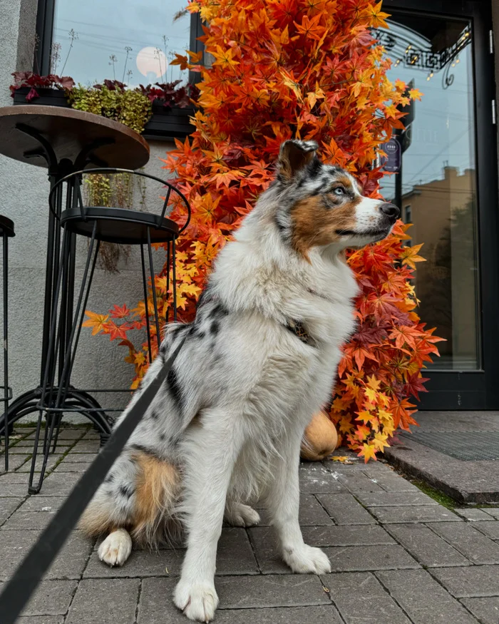 Happy Pumpkin Savior! - My, Halloween, Dog, Australian shepherd