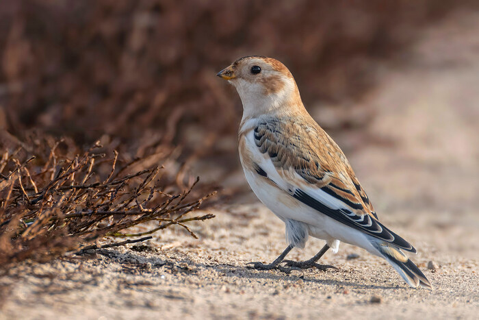 Пуночка (Snow Bunting). Московская область, Ногинский район, 30 октября