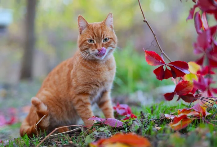 Ноябрьский котан - Моё, Фотография, Кот, Домашние животные, Пушистые, Милота, Осень, Осенние листья, Дача, Сад