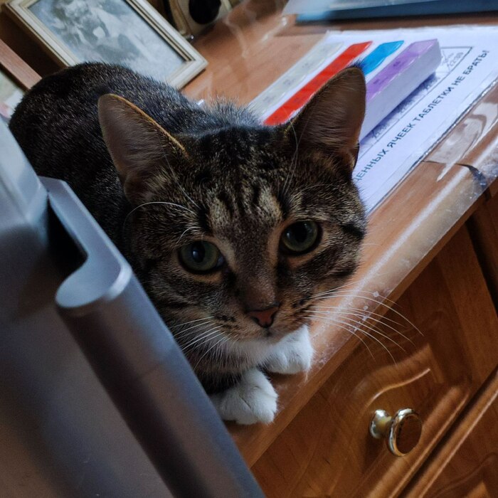 Кот по имени Яша. Часть 2