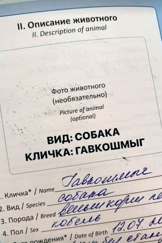 Гавкошмыг...