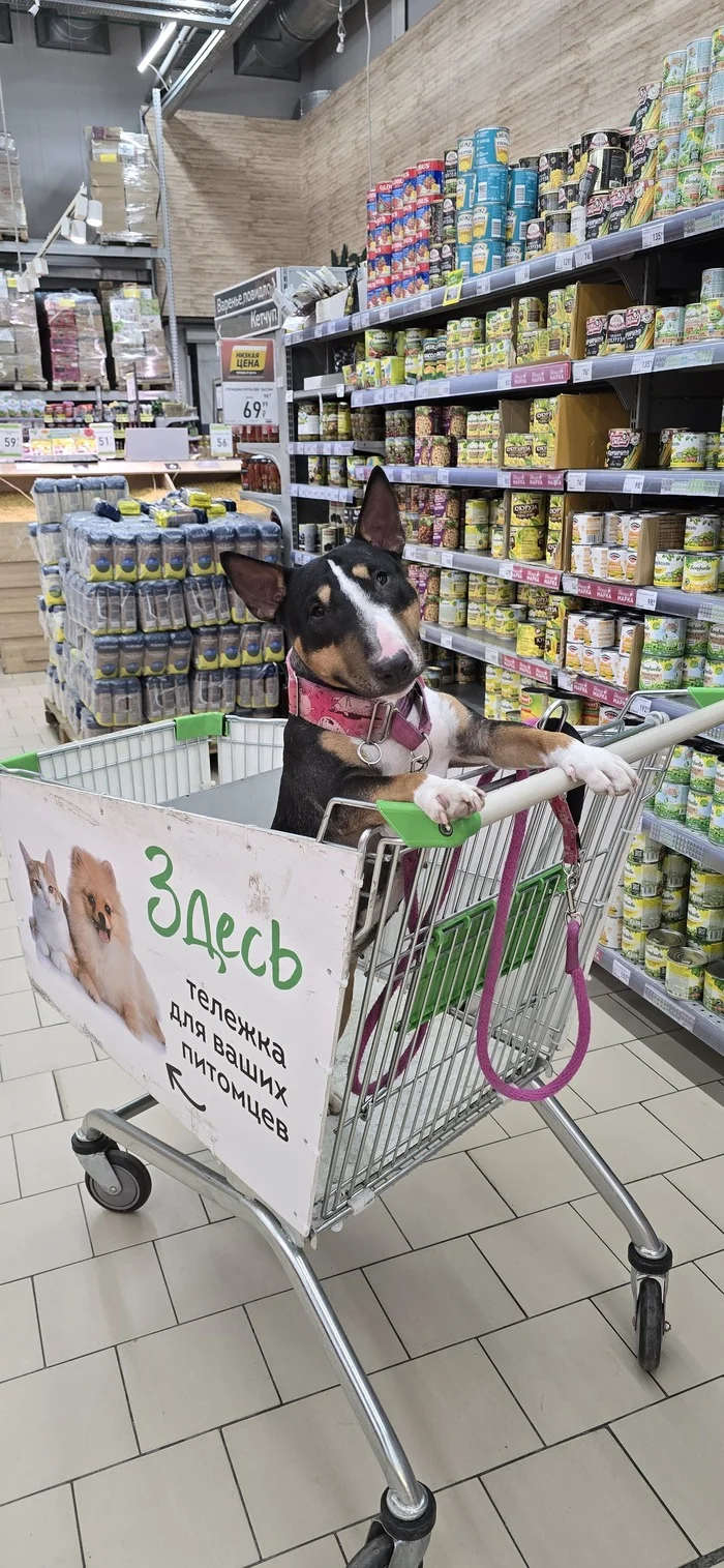 I bought a miniature bull terrier on sale - My, Dog, MiniBul terrier, Bull terrier, Supermarket, Longpost, The photo