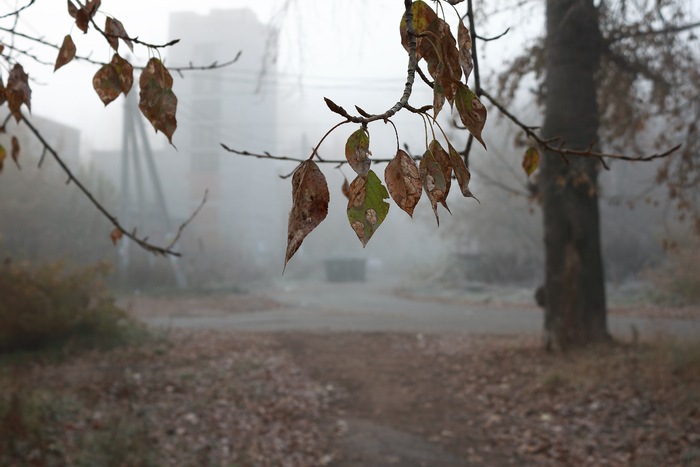 Перед снегом...