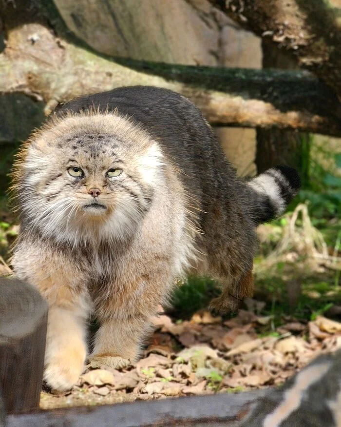 Madam is not happy - Predatory animals, Cat family, Wild animals, Zoo, Pallas' cat, Small cats, The photo