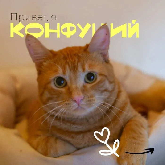 Конфуций - Без рейтинга, Кот, В добрые руки, Помощь, Сила Пикабу, Москва, Московская область, Telegram (ссылка), Видео