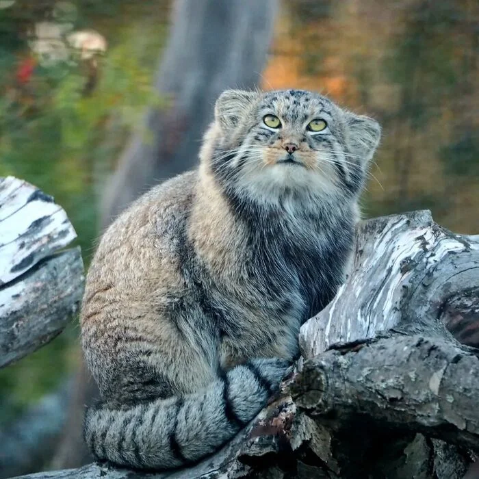 Almost an adult manul - Predatory animals, Cat family, Wild animals, Zoo, Pallas' cat, Small cats, The photo, Young