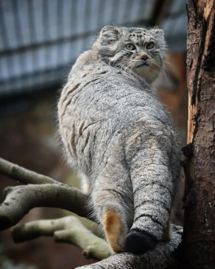 Red heel - Predatory animals, Cat family, Wild animals, Zoo, Pallas' cat, Small cats, The photo