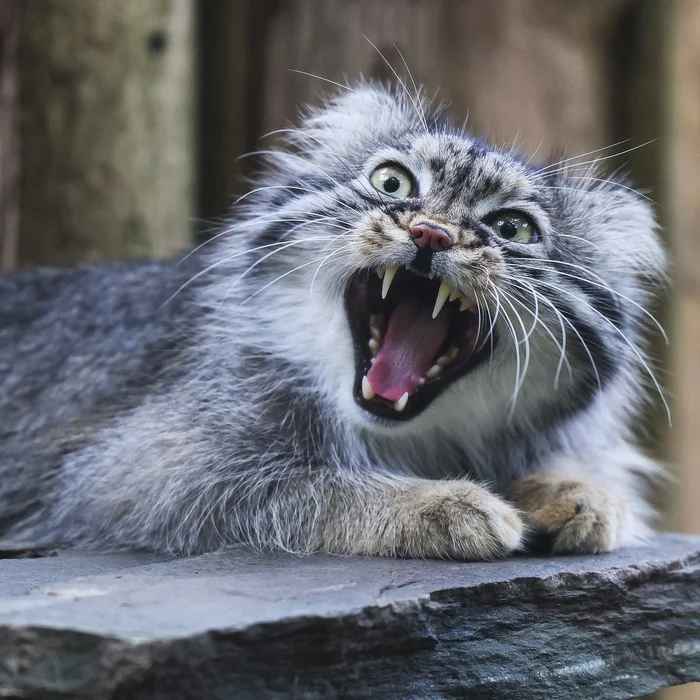 Help! Saturday is not real! - Wild animals, Predatory animals, Pallas' cat, Cat family, Small cats, Zoo, The photo, Instagram (link)