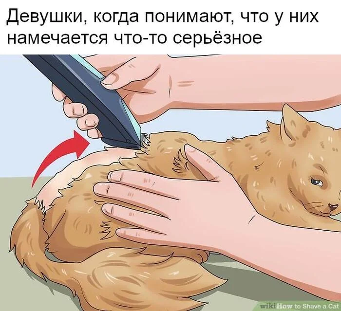 Just in case - Picture with text, Memes, cat, Стрижка, Shaving