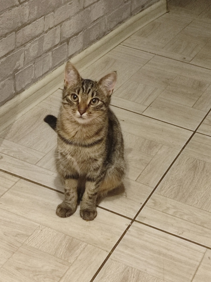     "   "  , , , , , ,   