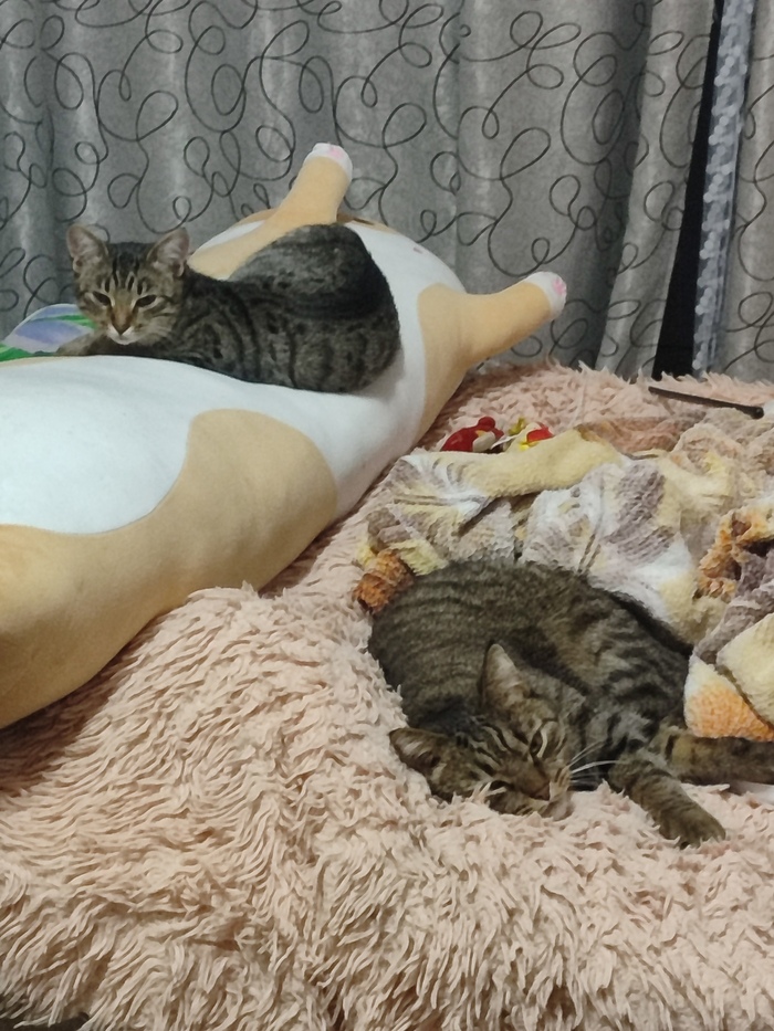     "   "  , , , , , ,   
