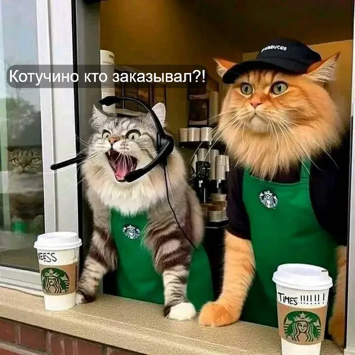 Two cats)) - Coffee, cat, Barista, Starbucks