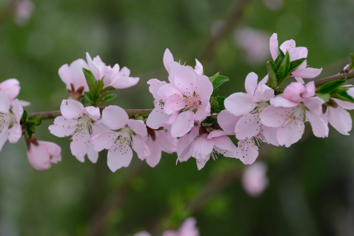 ƒ/6.3, 1/125, 135mm, ISO200