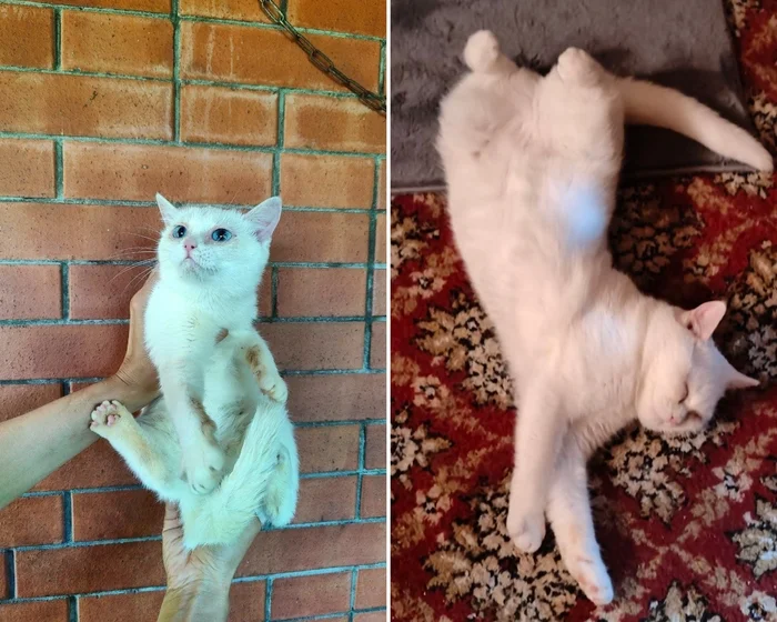 There were a few and they became a few from the animals I saved - My, cat, Animal Rescue, Helping animals, It Was-It Was, Dacha, Winter, Longpost