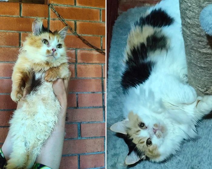 There were a few and they became a few from the animals I saved - My, cat, Animal Rescue, Helping animals, It Was-It Was, Dacha, Winter, Longpost