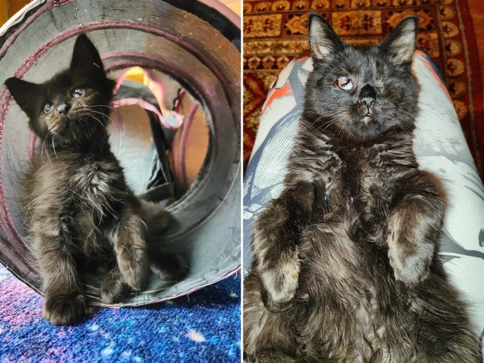 There were a few and they became a few from the animals I saved - My, cat, Animal Rescue, Helping animals, It Was-It Was, Dacha, Winter, Longpost