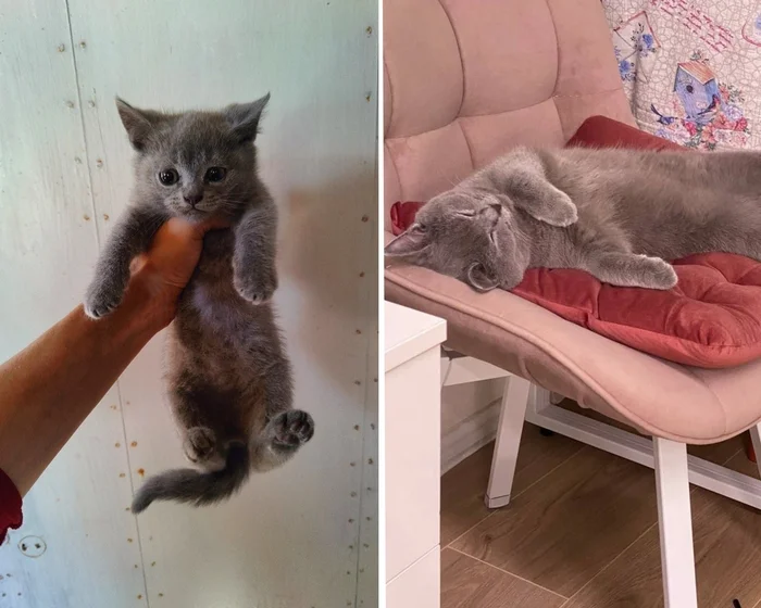 There were a few and they became a few from the animals I saved - My, cat, Animal Rescue, Helping animals, It Was-It Was, Dacha, Winter, Longpost