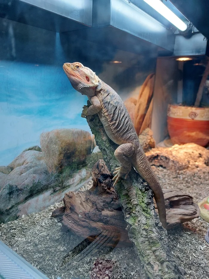 Lizard - My, Terrariumistics, Bearded dragon, The photo