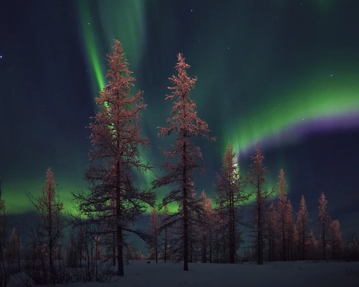 Fairytale forest-tundra… - My, North, Arctic, Winter, Polar Lights, Nikon, Hike